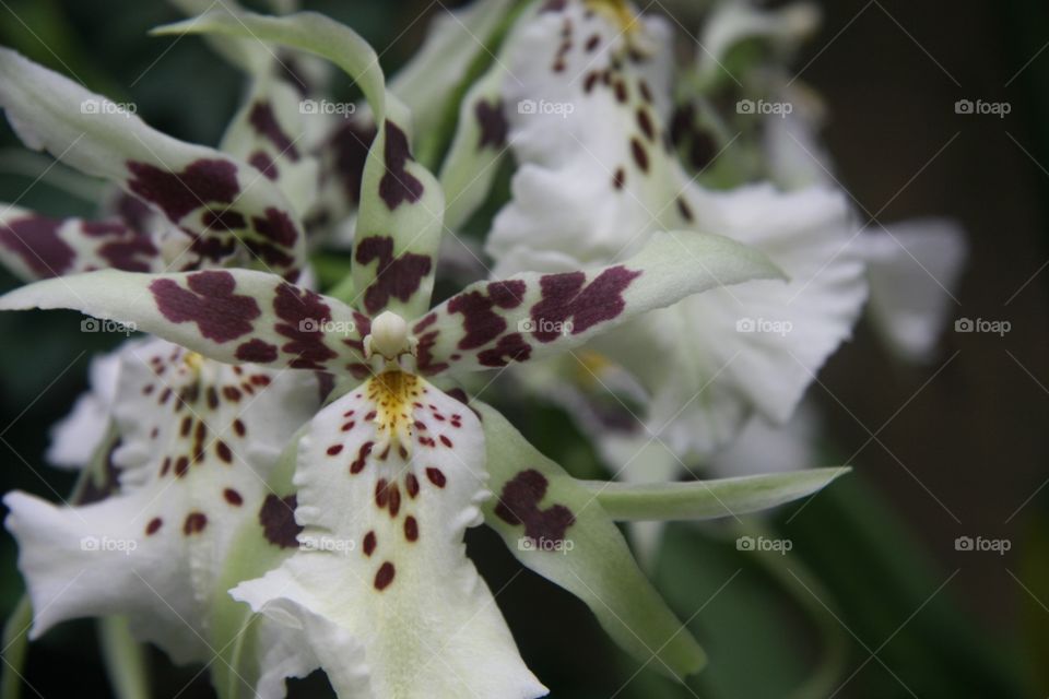 Flowers, orchids, multi colored 