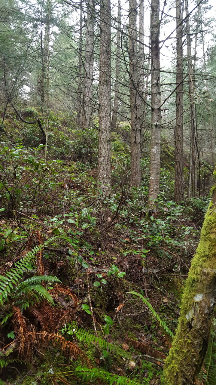 Pacific Northwest forest