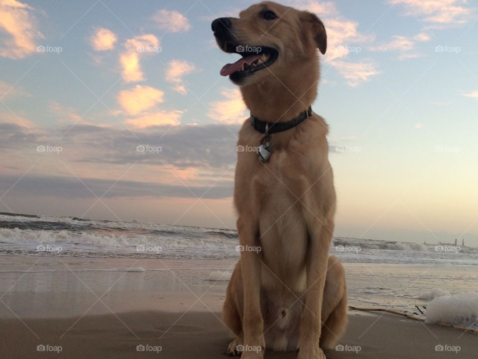 Dog at beach