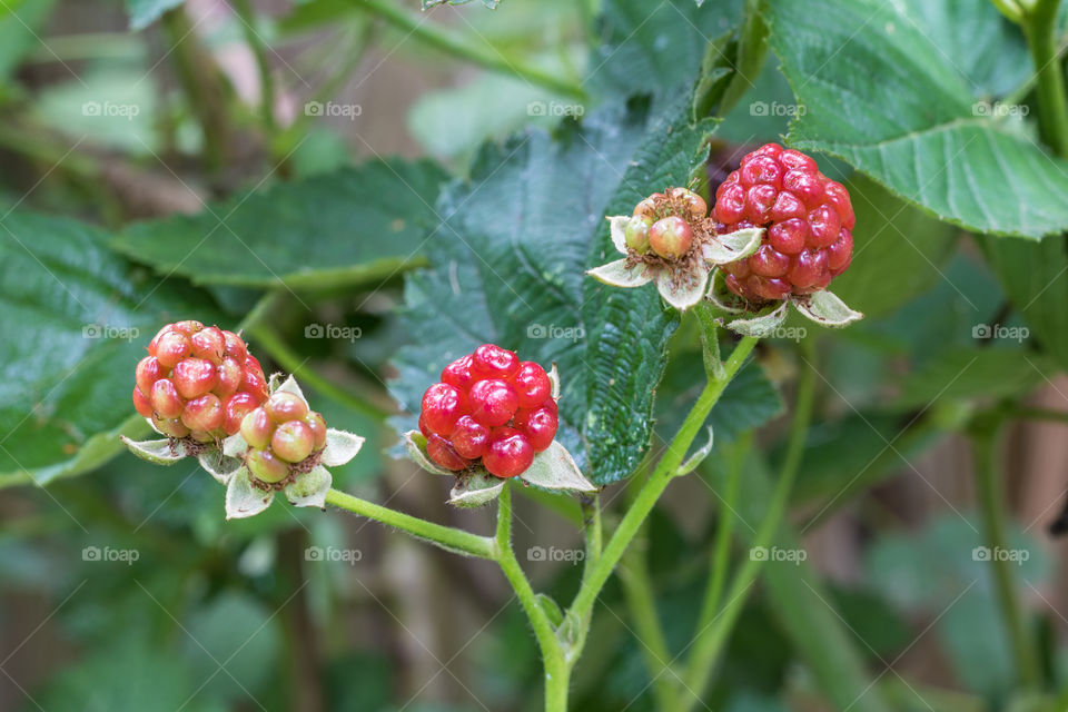 An organic blackberries on the bush