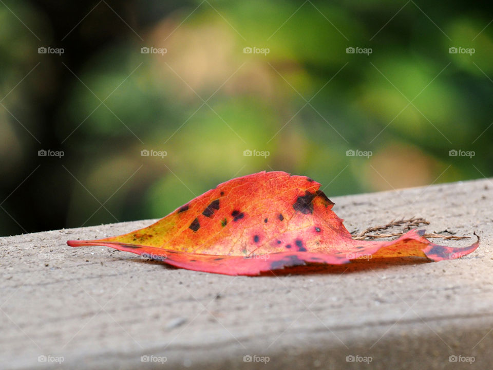 Spot of Color. Fallen orange leaf with brown spots on wooden rail