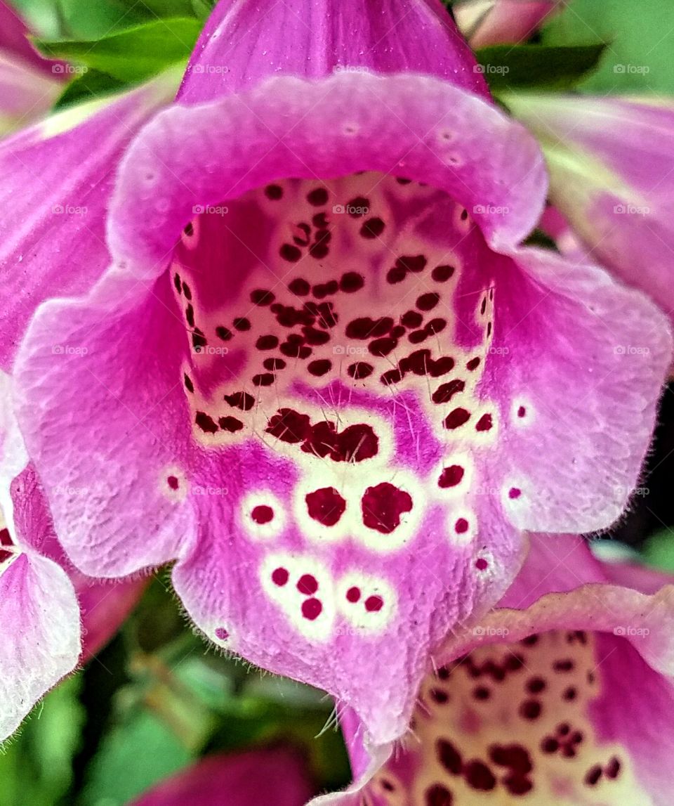 Pink Foxglove Blossom, Up Close!