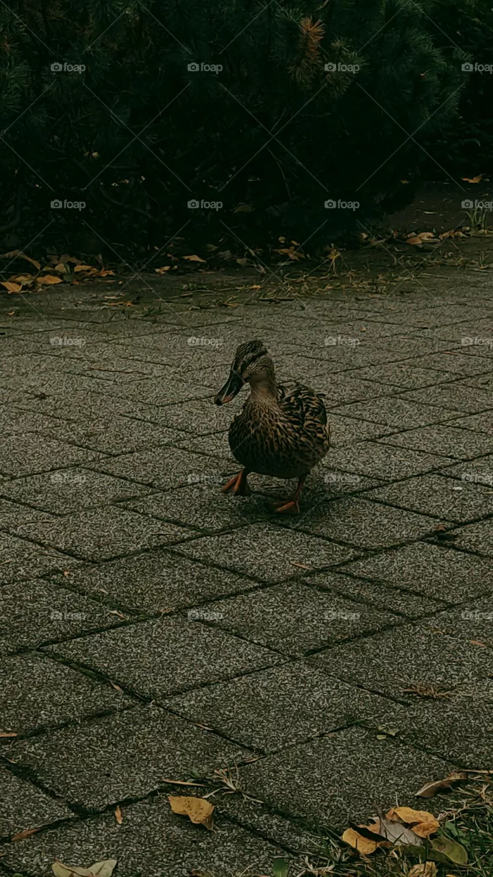 duckyy