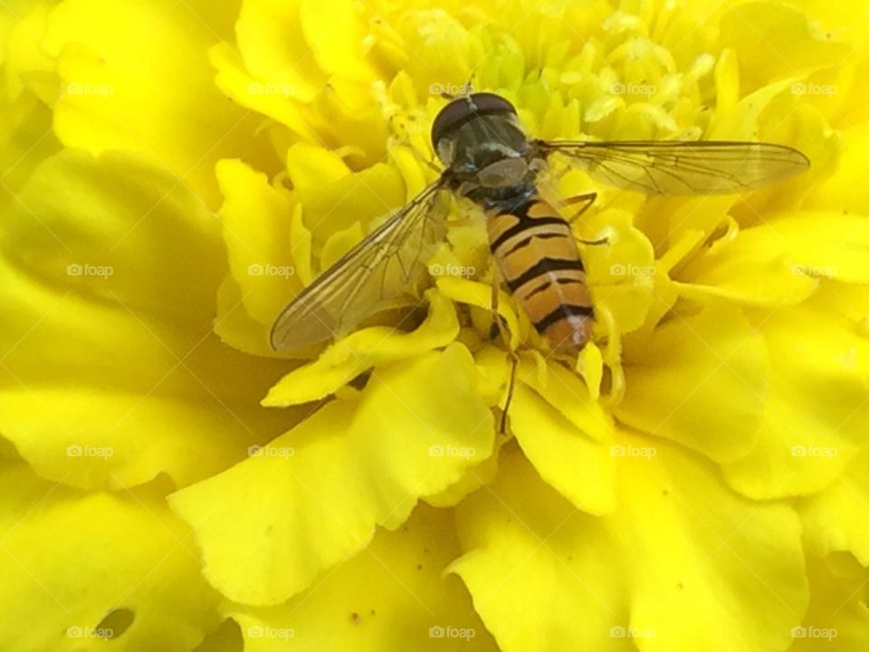 Bee on yellow flower