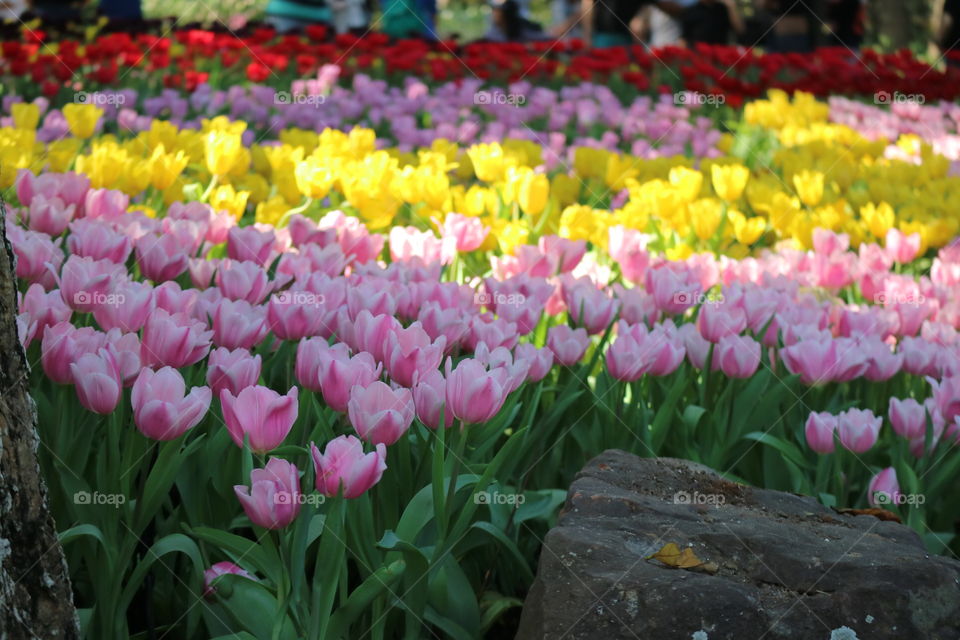 Garden tulips