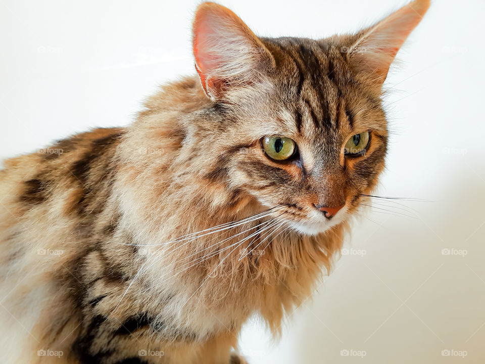 Maine coon tabby lynx portrait on a white background.