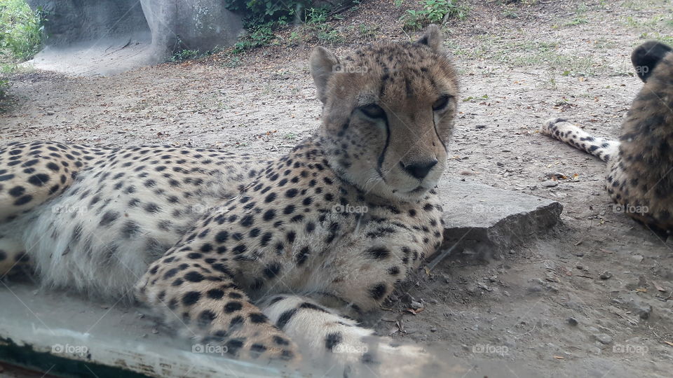 Cheetah at the Zoo