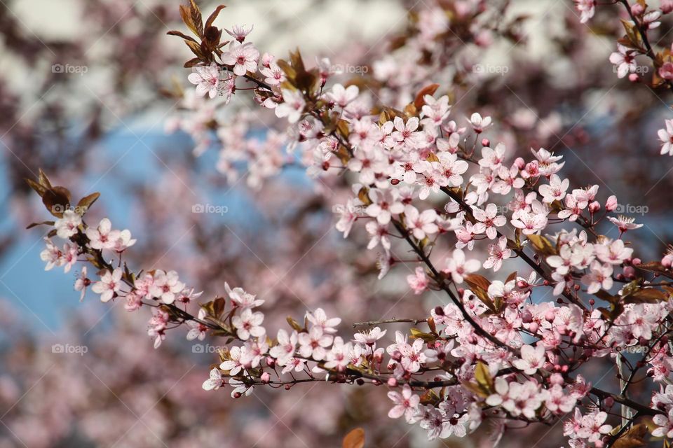 Pink spring flowers