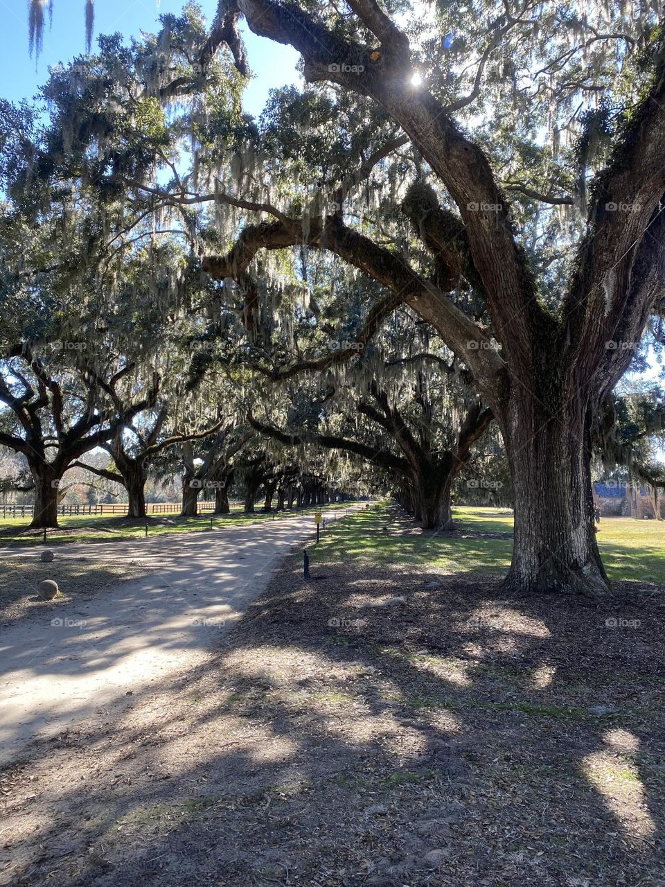 Sun Peeking through the Trees that line a driveway