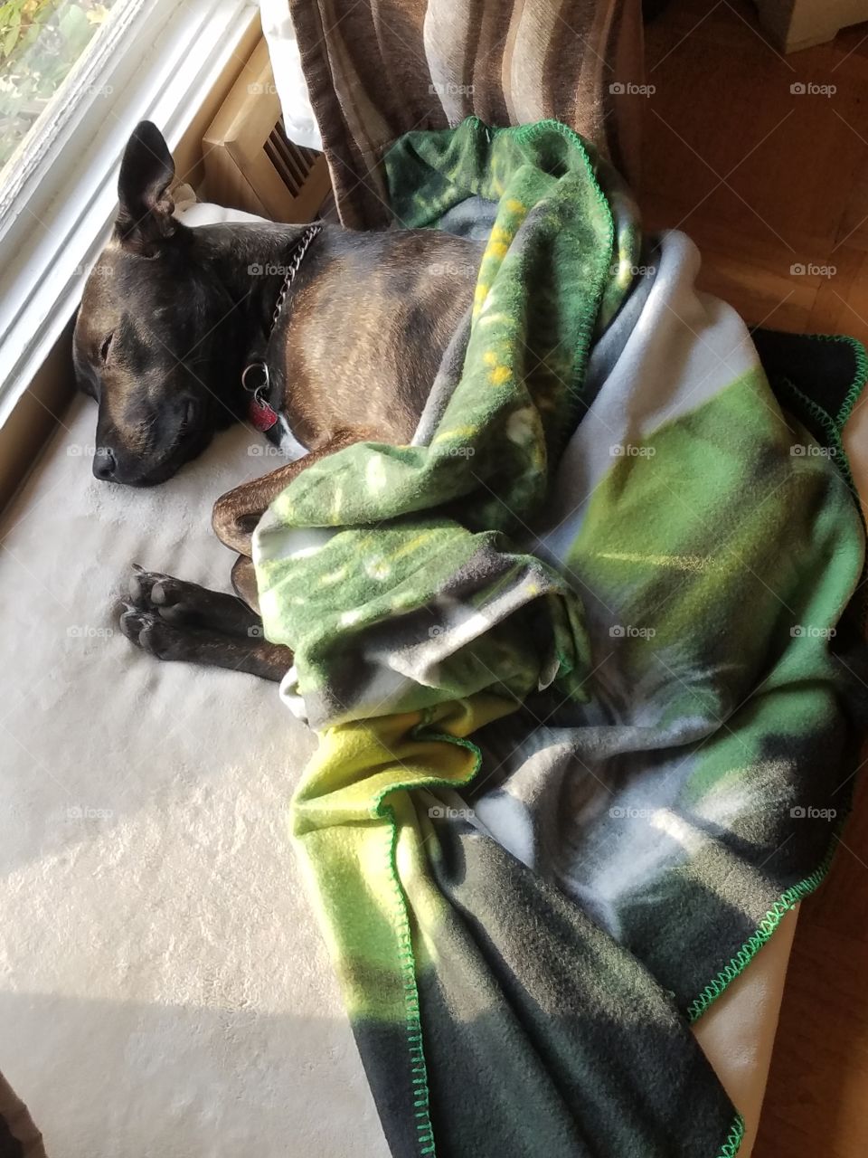 Lazy puppy sleeping in the sunshine with her blanket.
