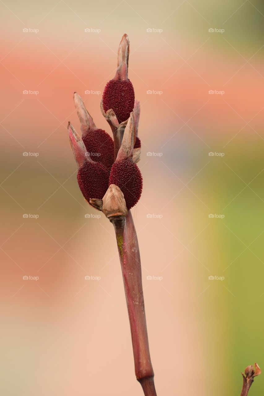 Dried Canna lily flowers look exotic