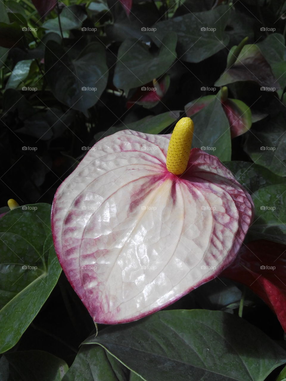 Pink Flamingo Flower