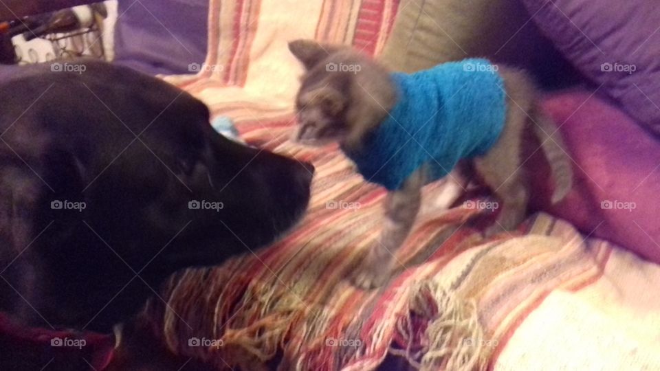 labrador negro haciéndose amigo de gato bebe