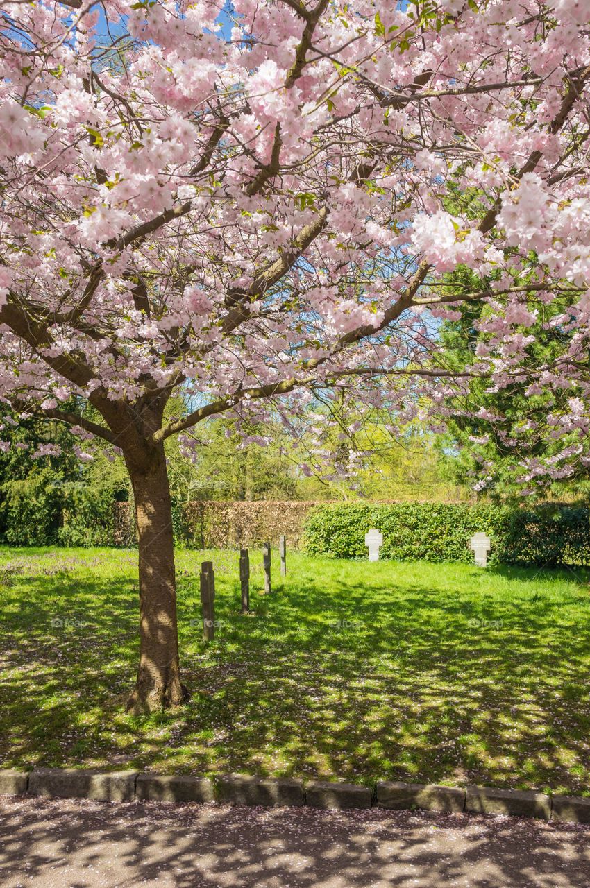 Pink park