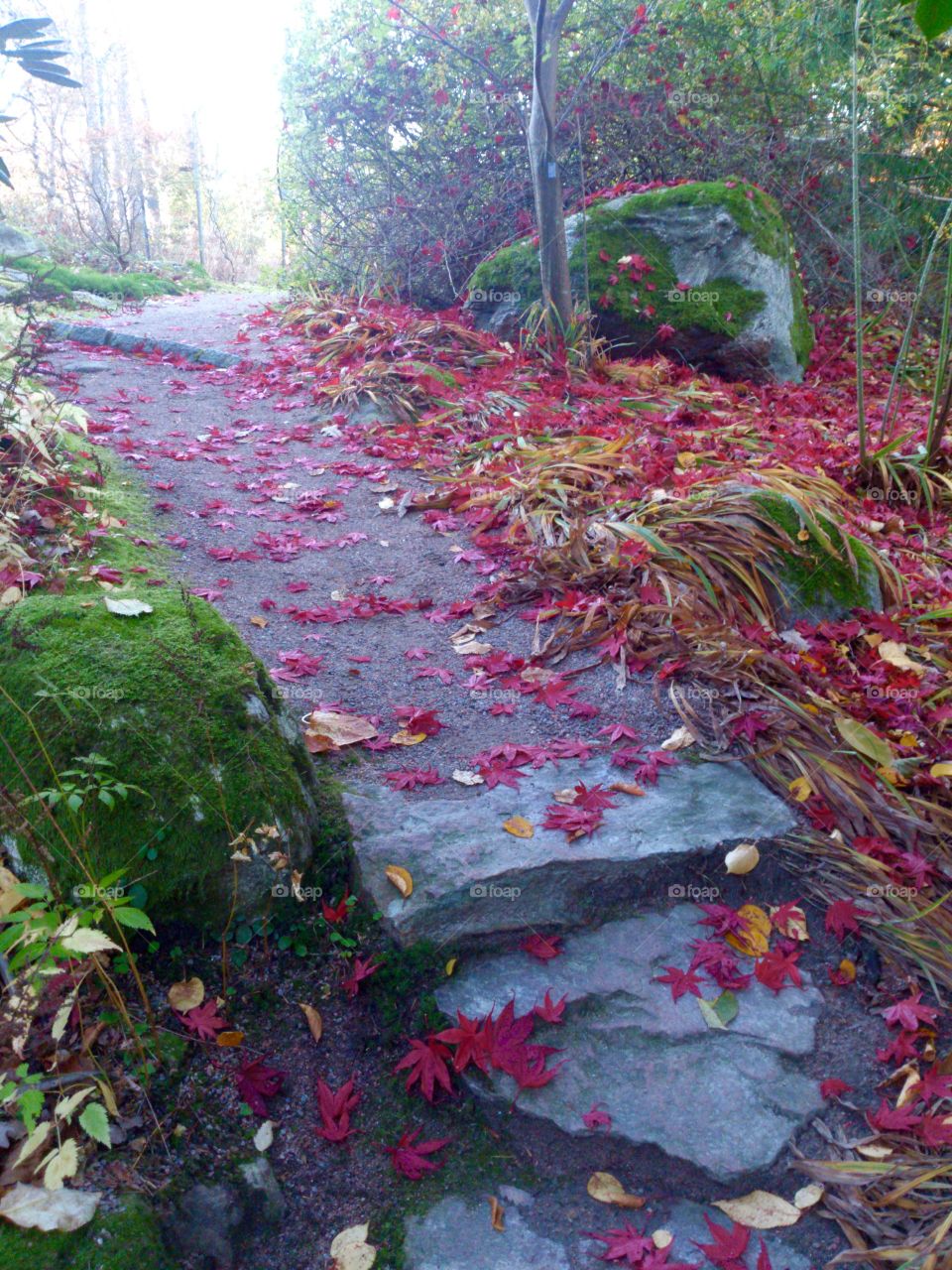 Path with red leafs on. Path with red leaves on the ground