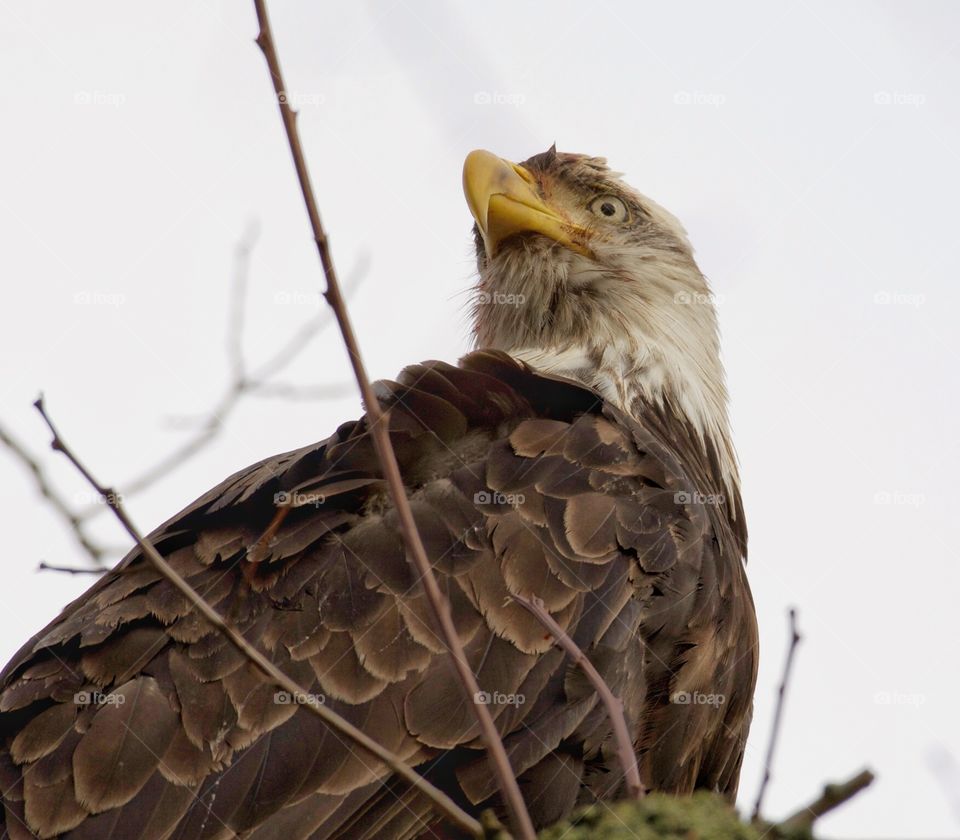 Bald eagle