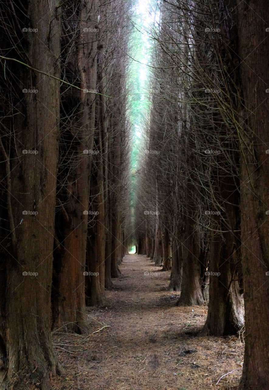 A long and spooky looking corridor of pine trees