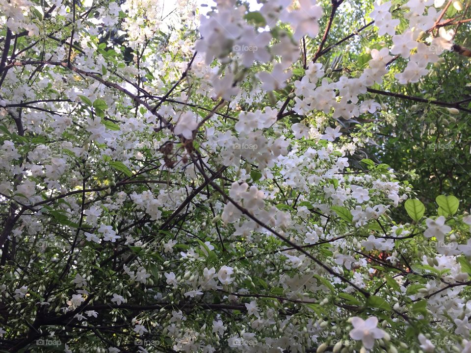 Tree, Flower, Nature, Season, Branch