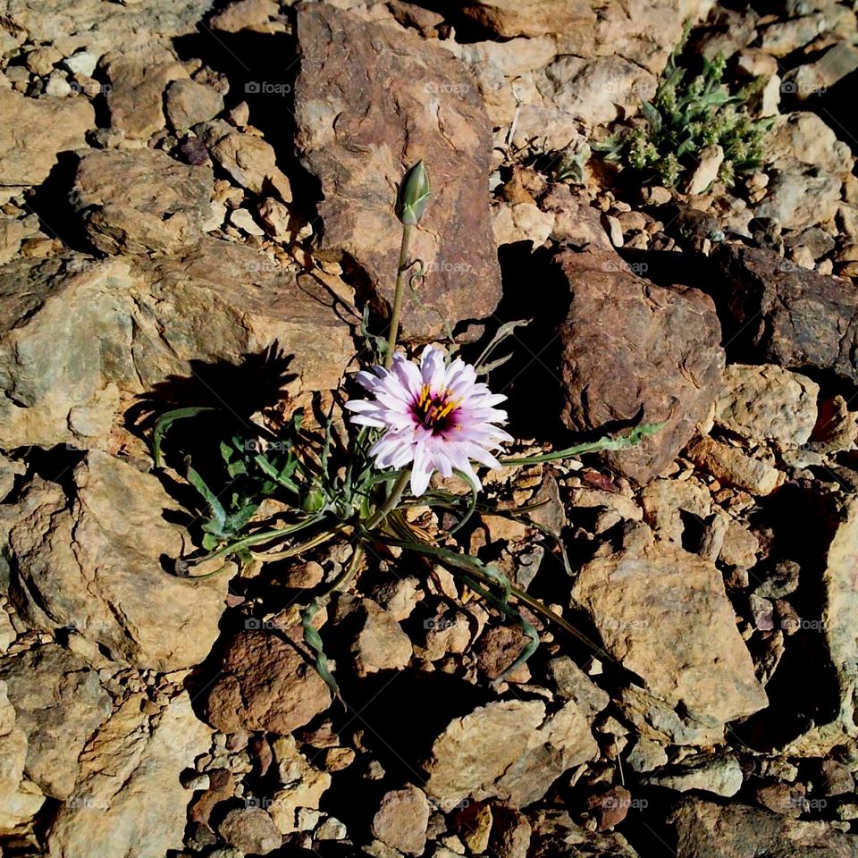 Desert flower 