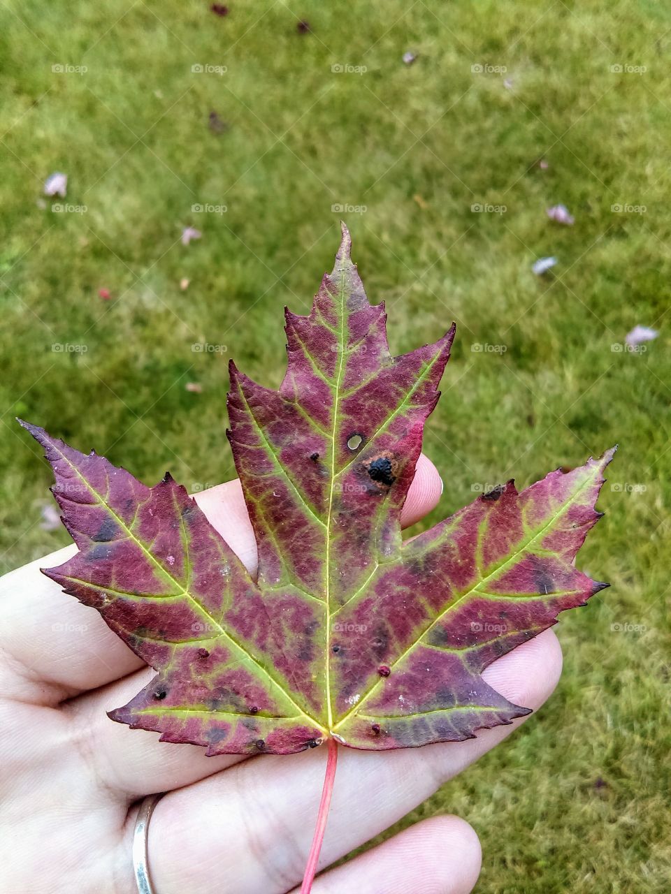 Bold Leaf Color