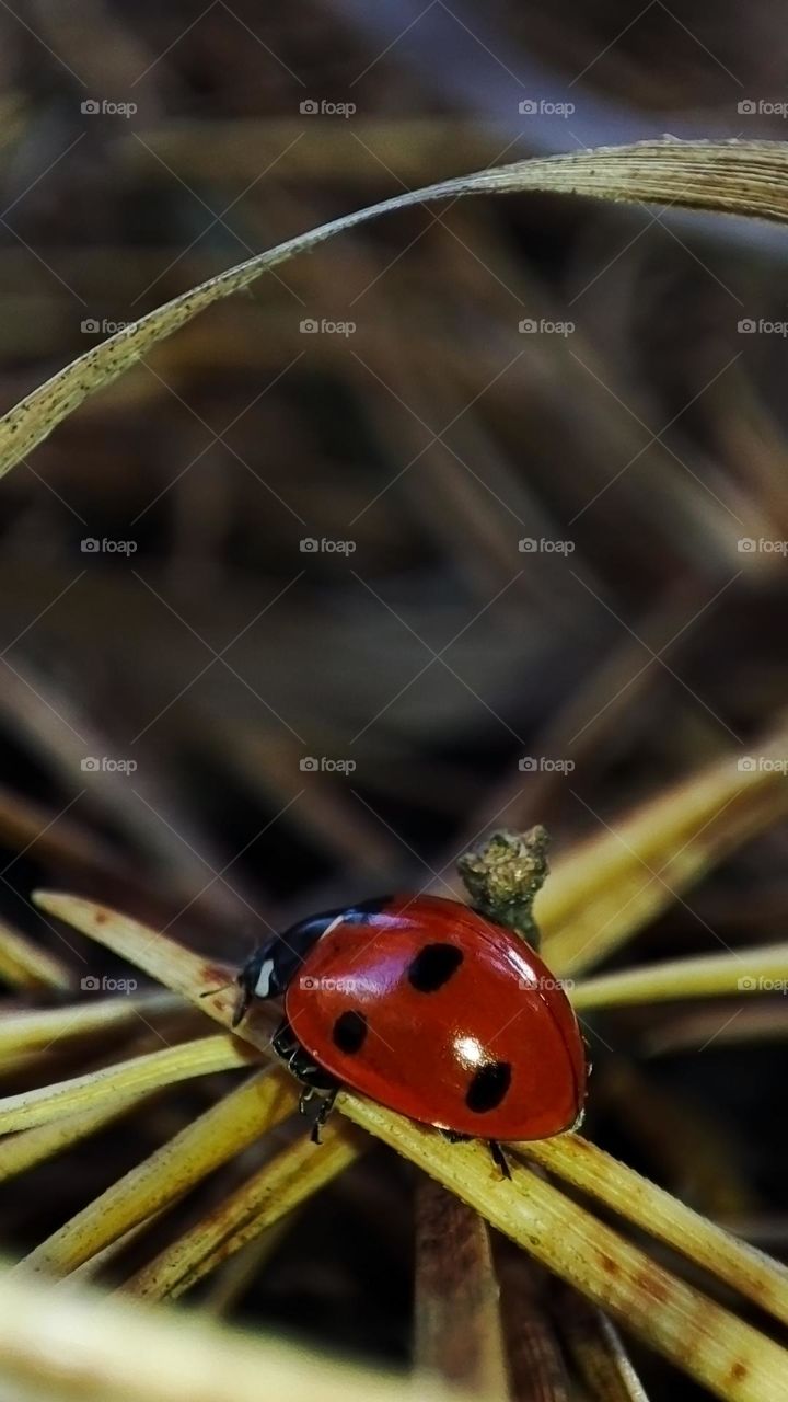 Macro photo of a ladybug in the autumn forest