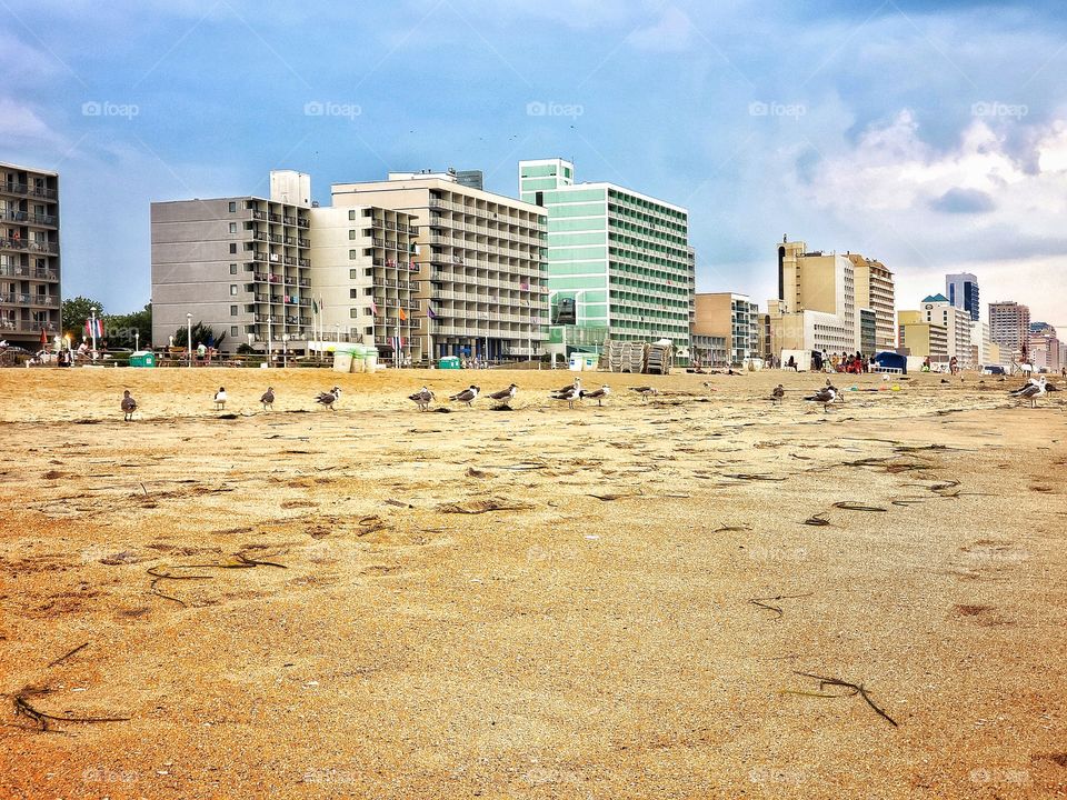 Hotels line Virginia Beach while the birds search for food