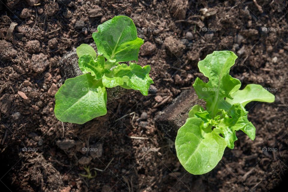 salad seedlings