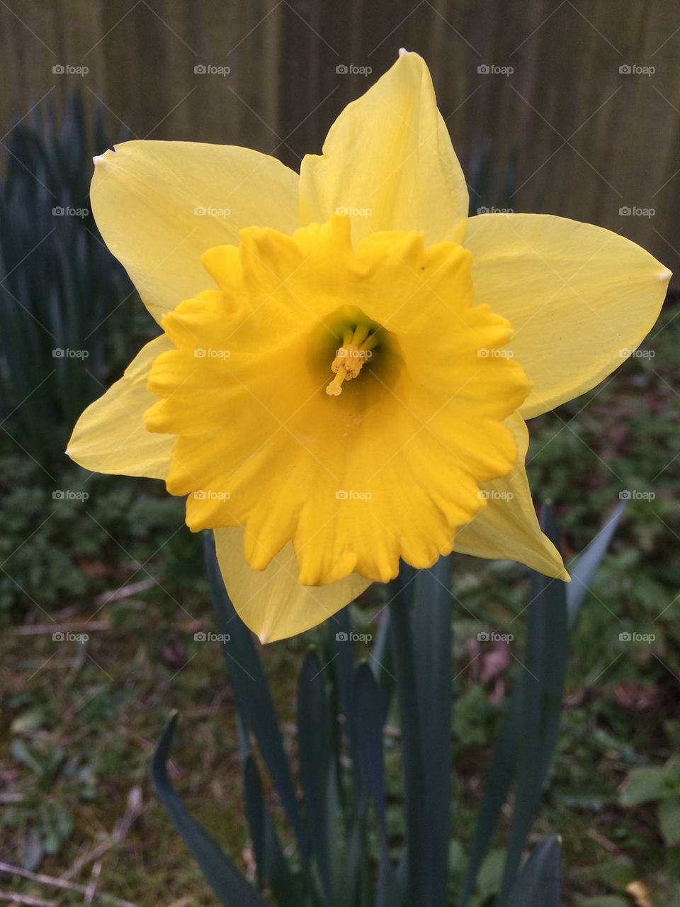 Yellow Daffodil