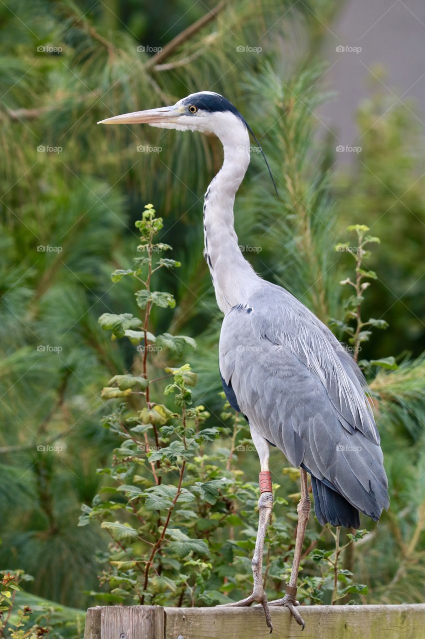 Gray heron