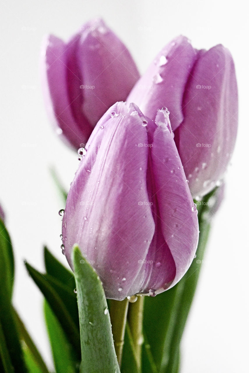 Purple tulips, flowers, color, water drops