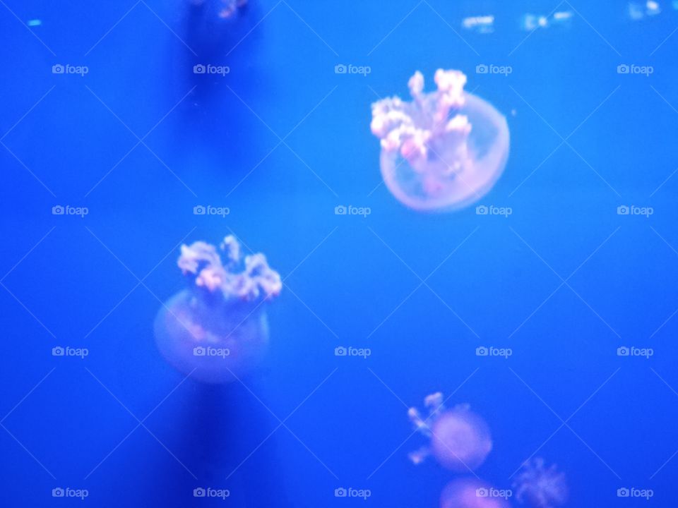 jellyfish