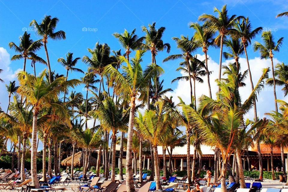 Tall Palm Trees on the beach of a resort - Caribbean Sea