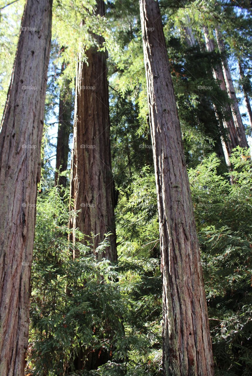 Redwood tree trunks 