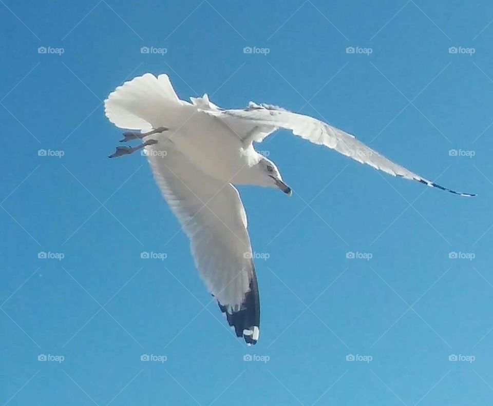 Bird, Seagulls, Wildlife, Nature, Flight