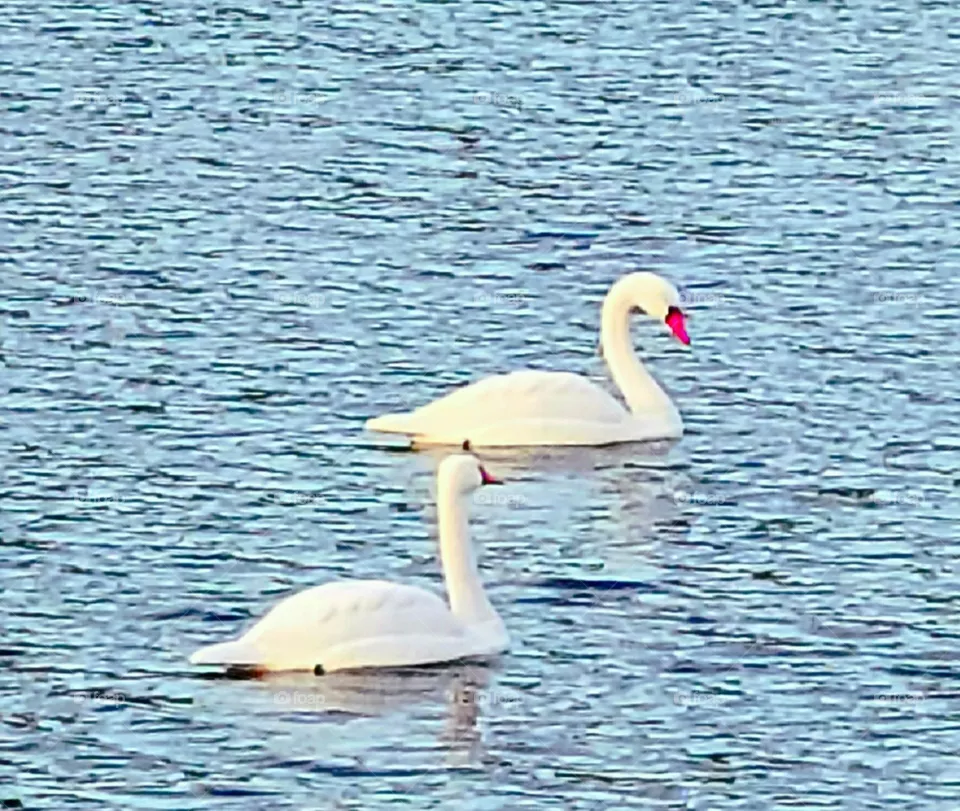 Swans