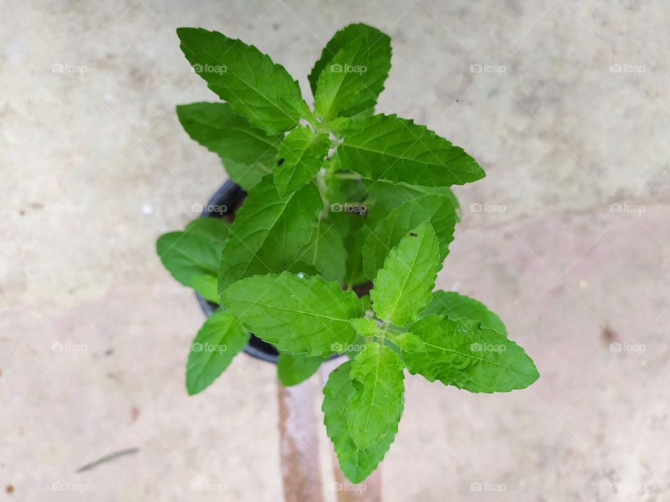 beautiful plant leaves