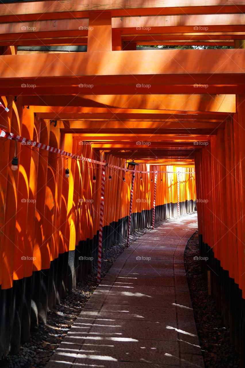 Fushimi Inari 