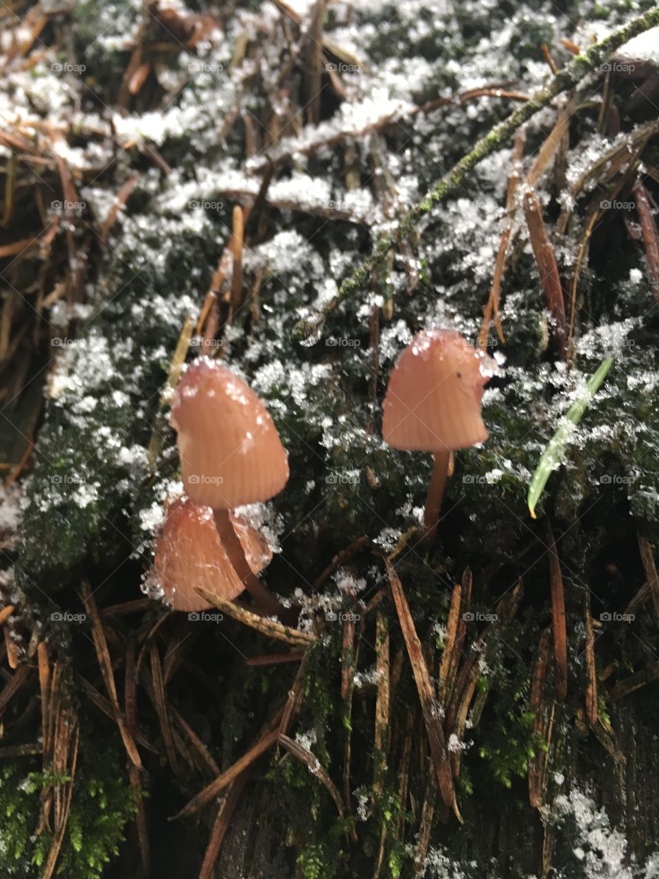 Winter mushroom 