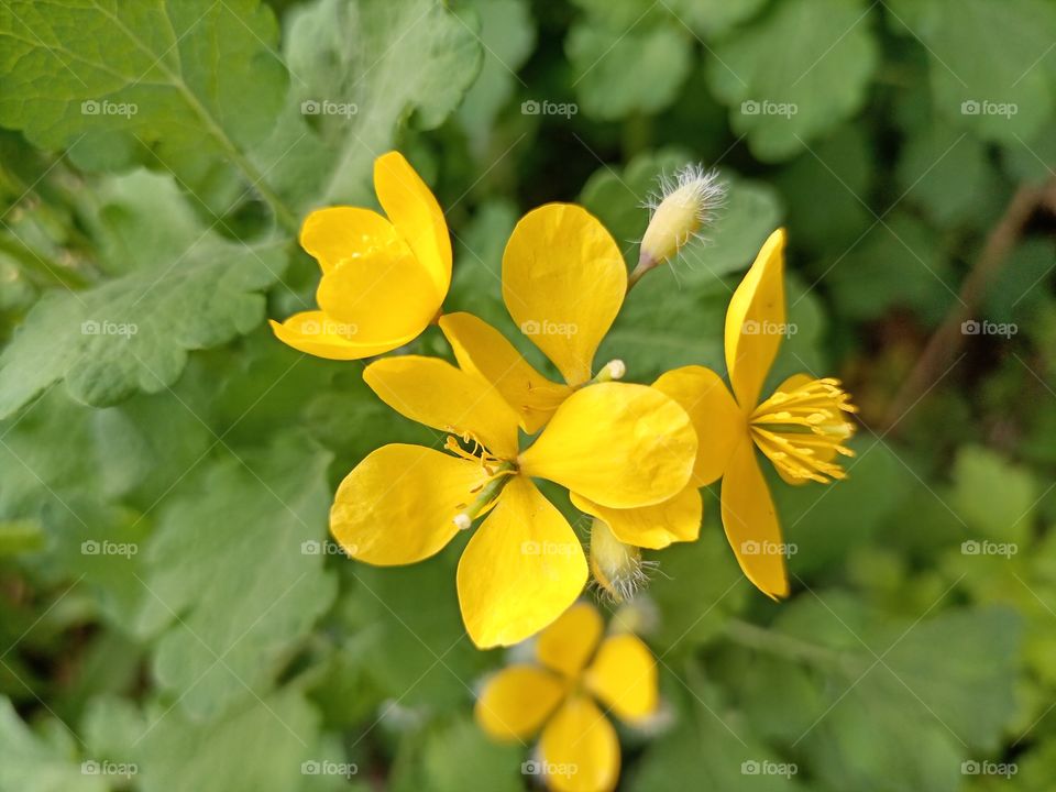 The beauty in nature