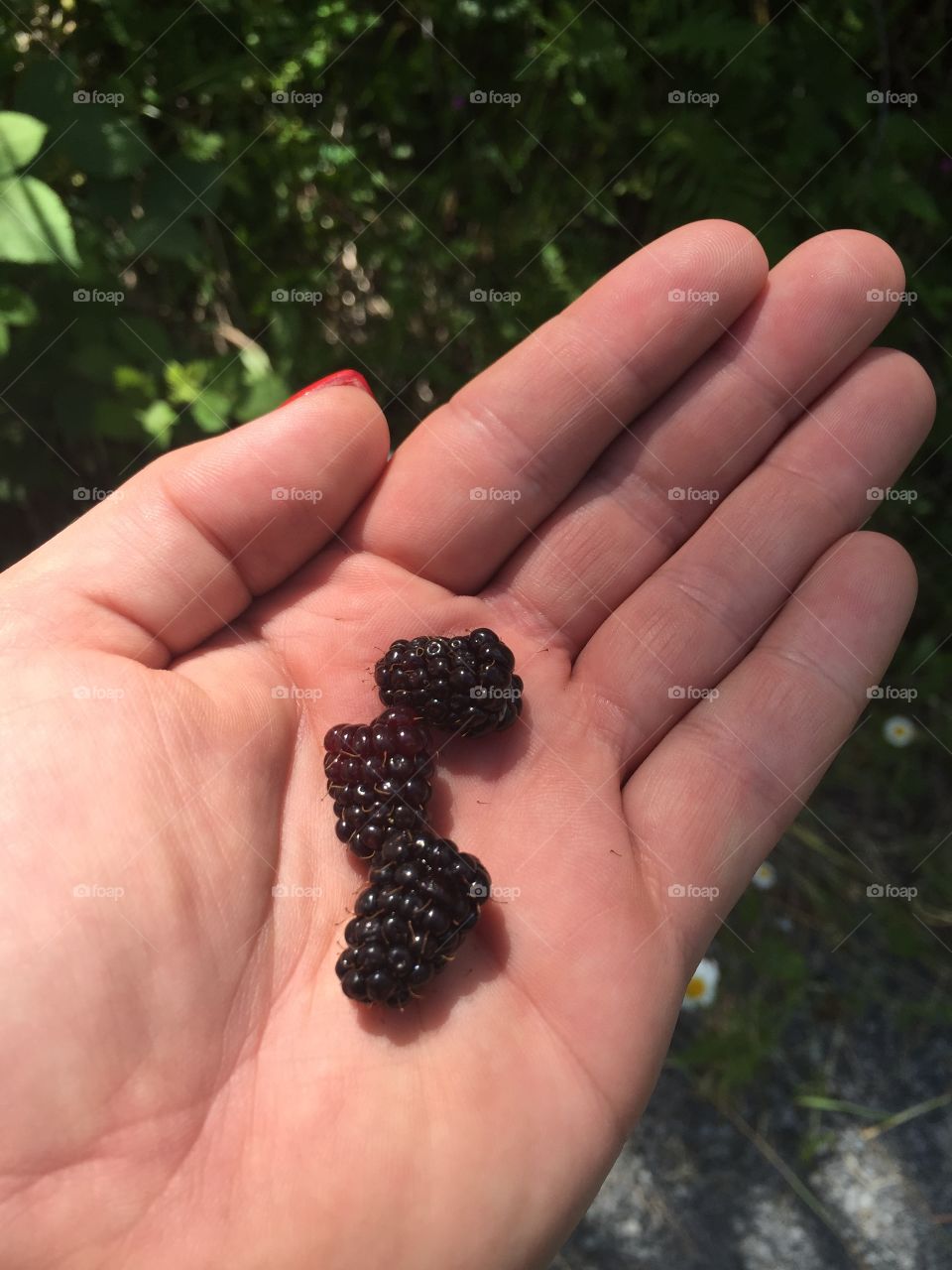 |July 2018| Trailing blackberries at Nisqually-Mashel State Park. 