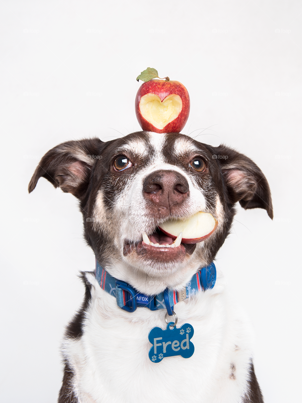 Dog with apple - studio 