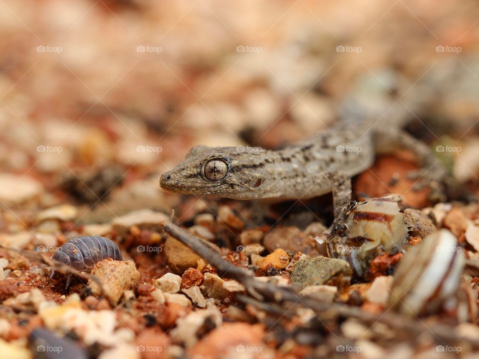 Beautiful macro gecko with a little insect near him