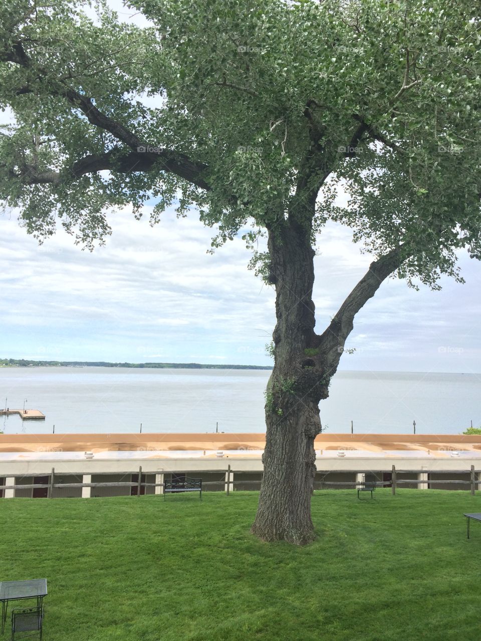 Tree, Landscape, No Person, Summer, Nature