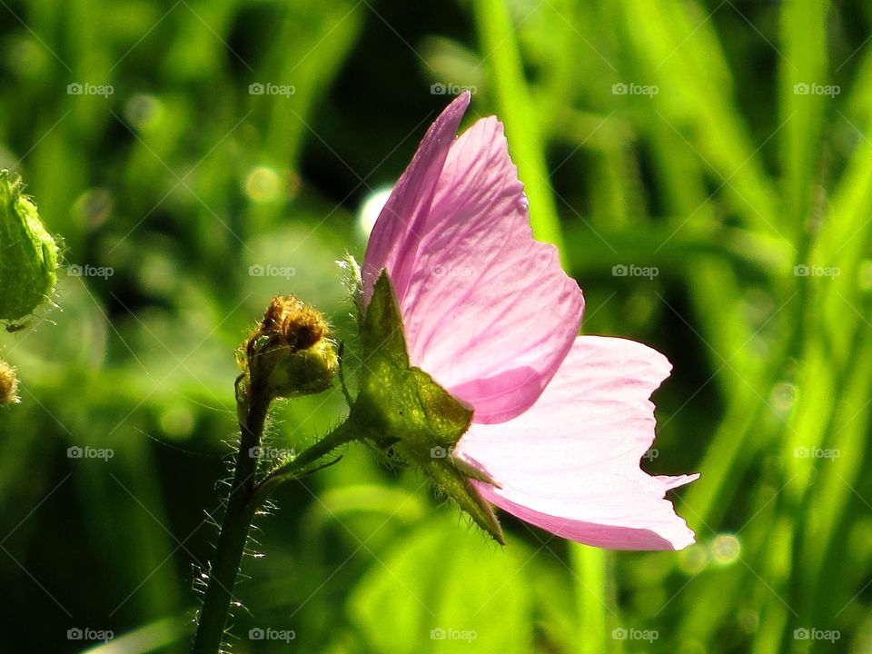 Spring blossom