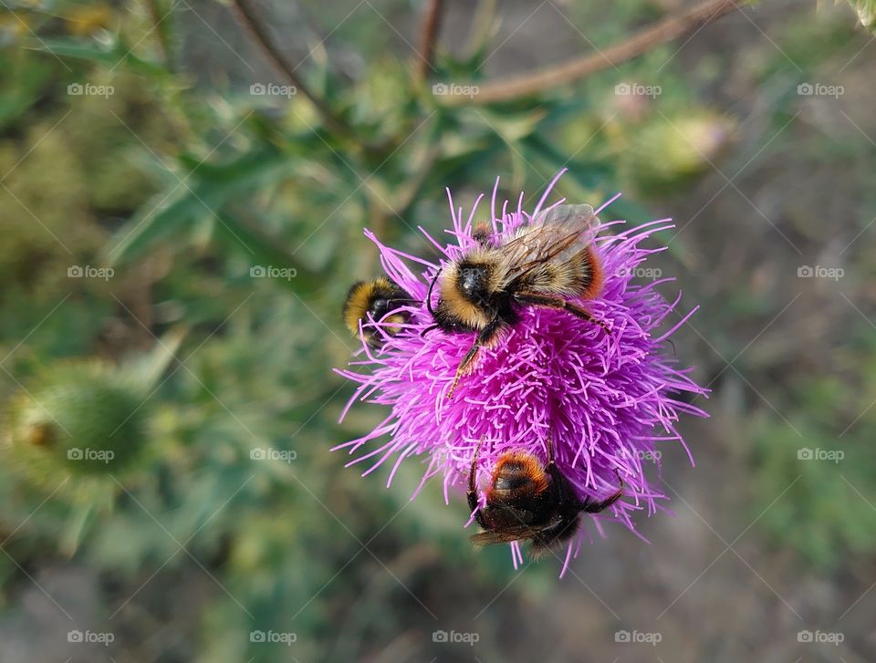 Breakfast, lunch and dinner for bumblebees ☀️🐝