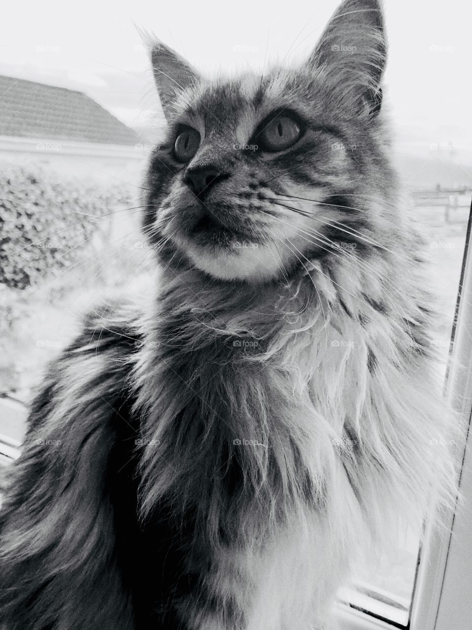 Maine coon portrait