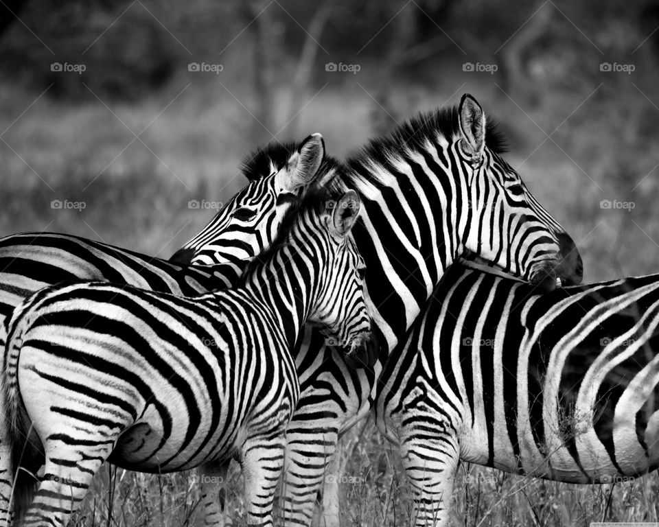 Group of Zebra at Serengeti National park in Tanzania