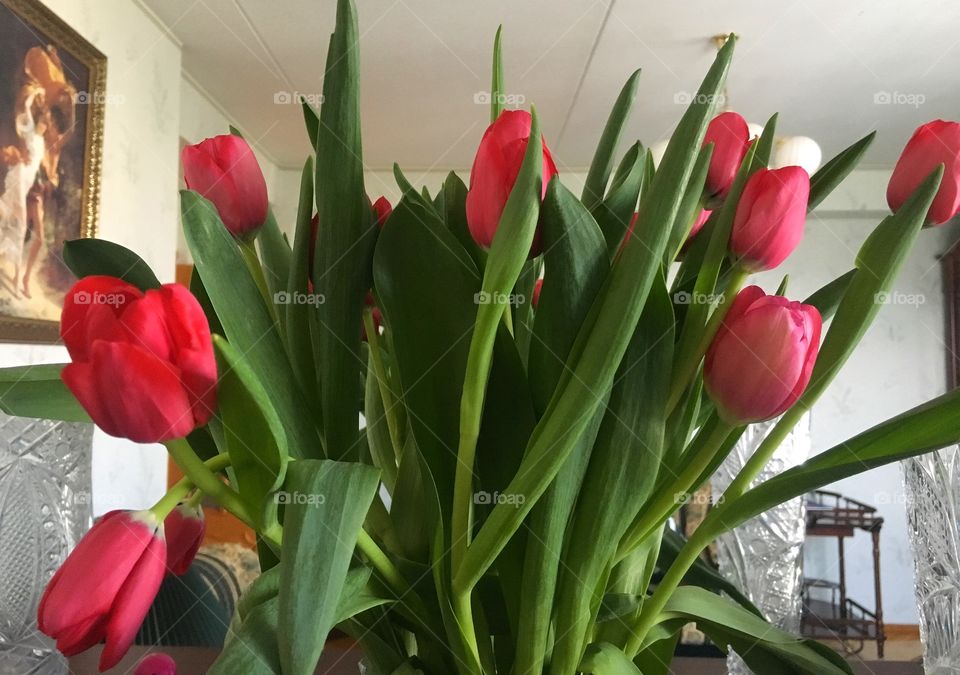 Tulips 