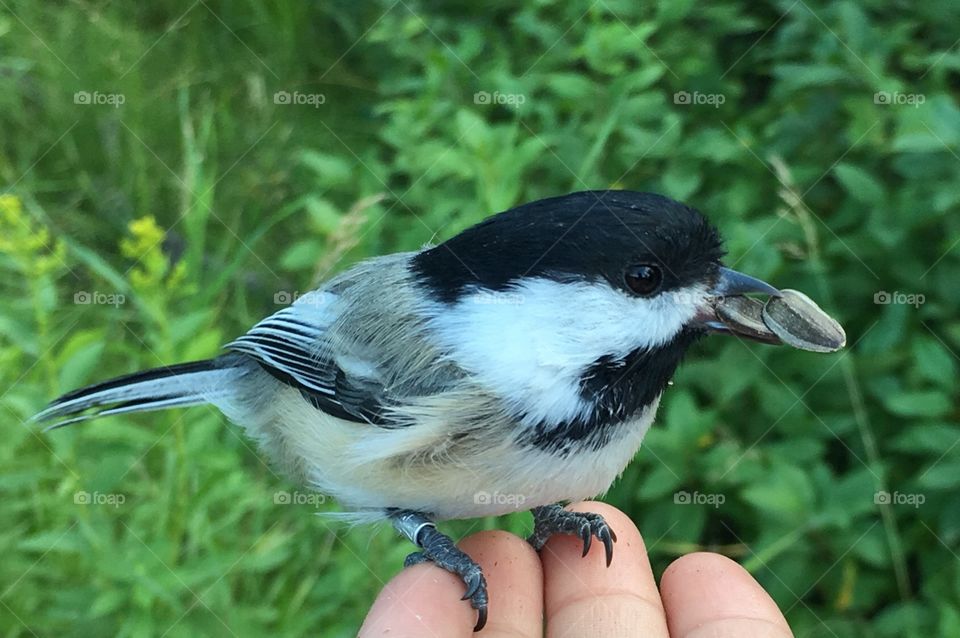 Chickadee 