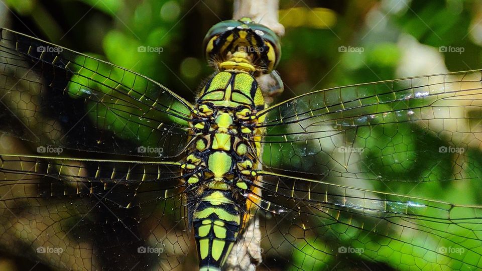 Green colour dragonfly back